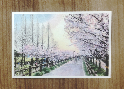 桜道ポストカード