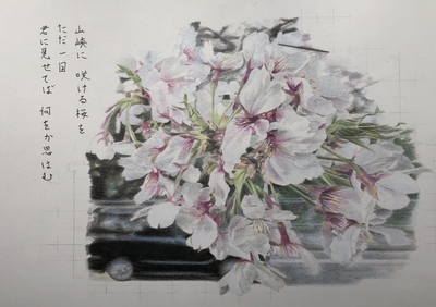 鉛筆画「葉桜」