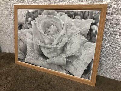 鉛筆画「Rose blance」